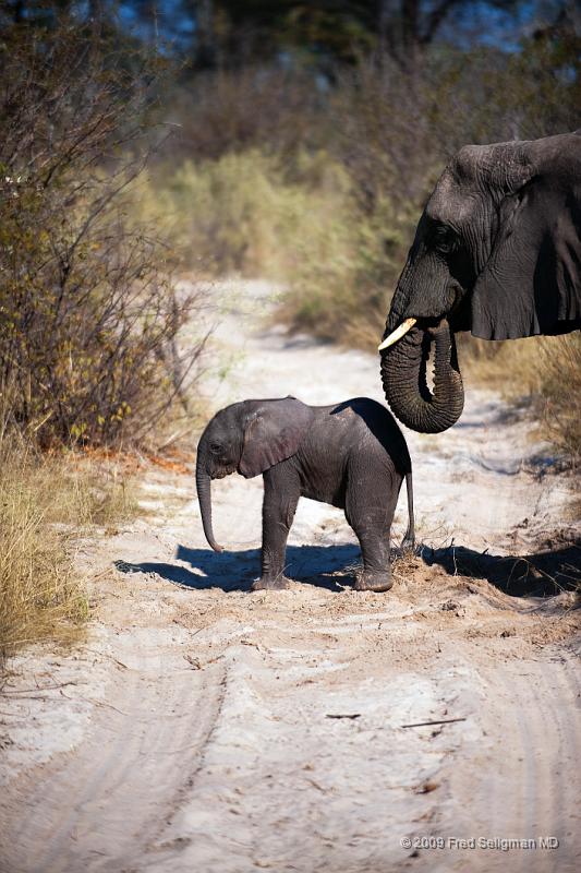 20090614_095224 D3 X1.jpg - Follow these 7 photos taken over a period of 2 minutes.  The baby is 4 days old (rare to see one that young).  Watch him sudenly fall down and the Mom helps pick him up with her trunk